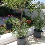 Iasonas