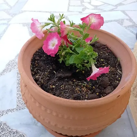 Iasonas Penzion